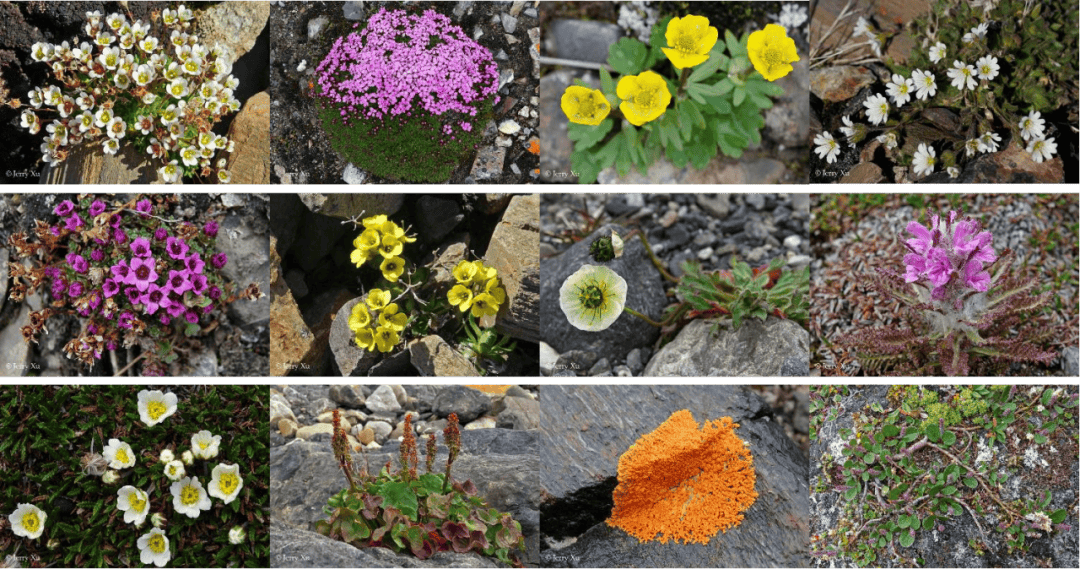 群岛帆船包船环岛航程（2025720-2586）九游会登录j9入口再次扬帆圆梦北极 北极斯瓦尔巴(图6)