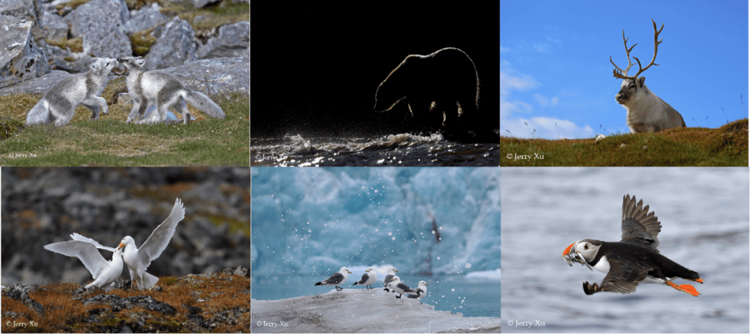 群岛帆船包船环岛航程（2025720-2586）九游会登录j9入口再次扬帆圆梦北极 北极斯瓦尔巴(图7)