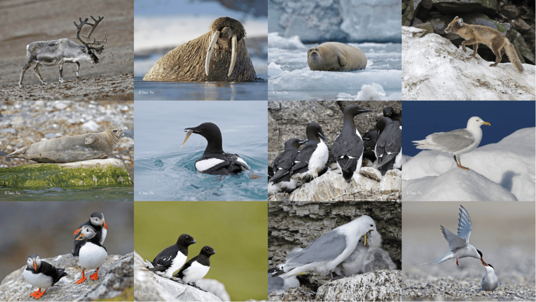 群岛帆船包船环岛航程（2025720-2586）九游会登录j9入口再次扬帆圆梦北极 北极斯瓦尔巴(图10)