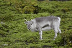 群岛帆船包船环岛航程（2025720-2586）九游会登录j9入口再次扬帆圆梦北极 北极斯瓦尔巴(图11)