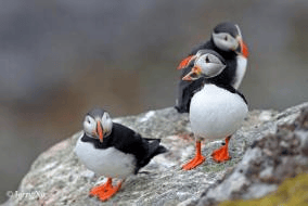 群岛帆船包船环岛航程（2025720-2586）九游会登录j9入口再次扬帆圆梦北极 北极斯瓦尔巴(图15)