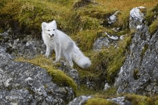 群岛帆船包船环岛航程（2025720-2586）九游会登录j9入口再次扬帆圆梦北极 北极斯瓦尔巴(图19)