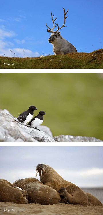 群岛帆船包船环岛航程（2025720-2586）九游会登录j9入口再次扬帆圆梦北极 北极斯瓦尔巴(图23)