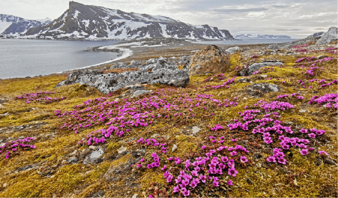 群岛帆船包船环岛航程（2025720-2586）九游会登录j9入口再次扬帆圆梦北极 北极斯瓦尔巴(图29)