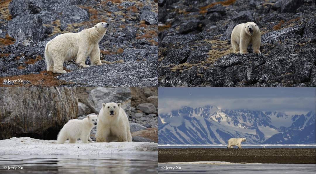 群岛帆船包船环岛航程（2025720-2586）九游会登录j9入口再次扬帆圆梦北极 北极斯瓦尔巴(图33)